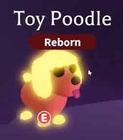 Poodle, Adopt Me! Wiki
