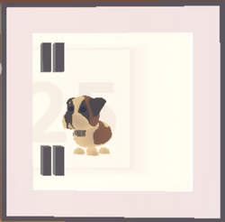 Adopt a saint bernard online near me