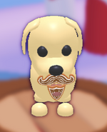 The Gingerbread Beard on a Dog.