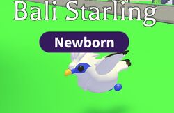 Bali Starling, Trade Roblox Adopt Me Items