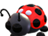 Ladybug