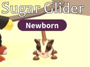 Sugar Glider in-game.jpg (36 KB) The Sugar Glider in-game.