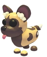 African Wild Dog