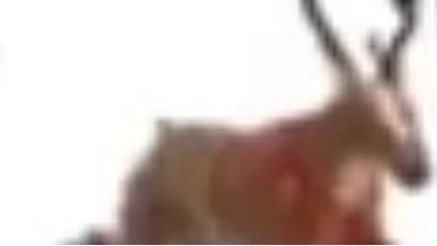 Discuss Everything About Adopt Me Wiki Fandom