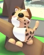 Leopard Cat Teaser.jpg (34 KB) A teaser image of the Leopard Cat.