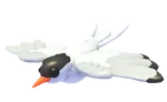 Arctic Tern