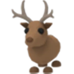 Reindeer