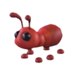 Ant