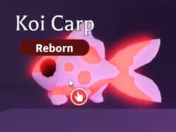 Koi Carp, Adopt Me! Wiki