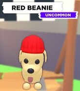 Red Beanie on a Dog