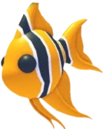 Angelfish