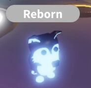 Neon Husky (Rare)