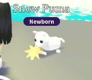 A Snow Puma holding the Christmas Star Frisbee