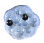 Frogspawn