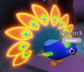 Neon Peacock (Legendary)