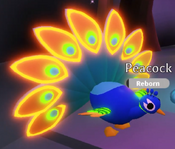 Neon Peacock