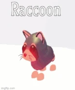 Raccoon | Adopt Me! Wiki | Fandom