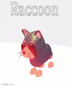 Raccoon, Adopt Me! Wiki
