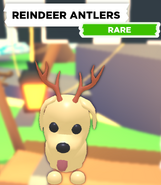 The Reindeer Antlers as seen on a Dog.