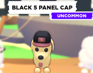 The Black 5 Panel Cap on a Dog.