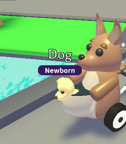 Kangaroo stroller cheap