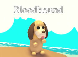 Bloodhound, Adopt Me! Wiki