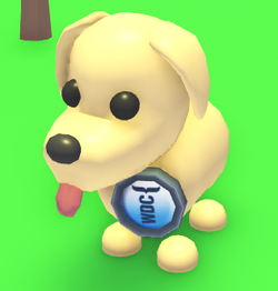 WDC Badge on a Dog.png