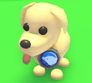 The Dolphin Badge on a Dog.