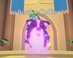 Border Collie Worth Adopt me Trading Value