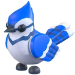Blue Jay (Pet)