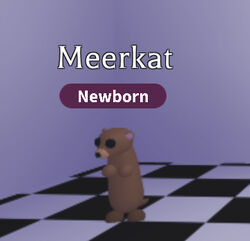 Meerkat Adopt Me Wiki Fandom - roblox adopt me neon meerkat