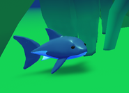 Shark In Game