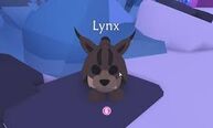 Lynx in shop