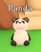 The Panda on display in the Pet Shop.