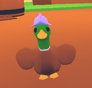 Morion worn by a drake.png (39 KB) The Drake in-game.