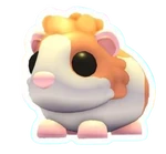 Cochon d'Inde Rouge Néerlandais