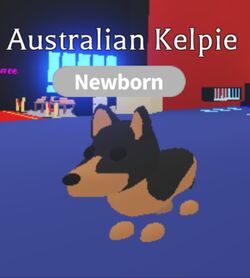 are australian kelpies rare