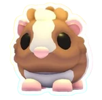 Chocolate Dutch Guinea Pig