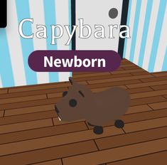 Capybara, Adopt Me! Wiki