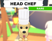 The Head Chef as seen on a Dog.