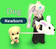 Spring Bunny Leash in use.png (218 KB) A player using the Spring Bunny Leash.