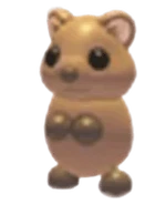 Quokka