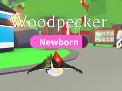 Woodpecker, Trade Roblox Adopt Me Items
