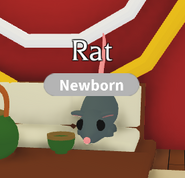 Una rata normal en el juego