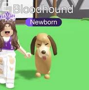 Bloodhound in-game.jpg (34 KB) The Bloodhound in-game.