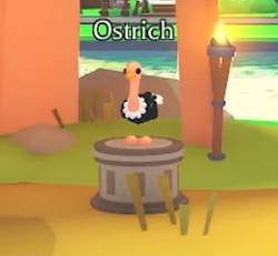 Ostrich, Adopt Me! Wiki