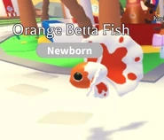 Orange Betta Fish in-game.jpg (21 KB) The Orange Betta Fish in-game.