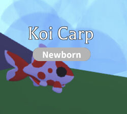 Koi Carp, Adopt Me! Wiki