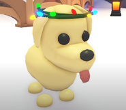 The Festive Light Crown on a Dog.