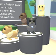 Chow-Chows on display .jpg (180 KB) The Tan Chow-Chow, Chocolate Chow-Chow, Black Chow-Chow, and Golden Chow-Chow on display in the VIP room.